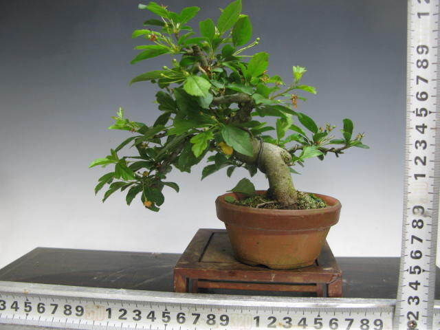  shohin bonsai deep mountain sea . height of tree 14.( free shipping )