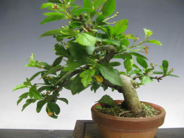  shohin bonsai deep mountain sea . height of tree 14.( free shipping )