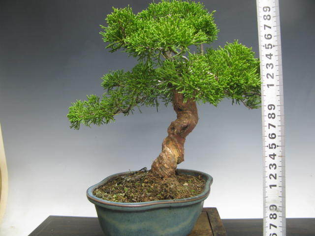  shohin bonsai нить рыба река подлинный Kashiwa NO1 высота дерева 24.( бесплатная доставка )