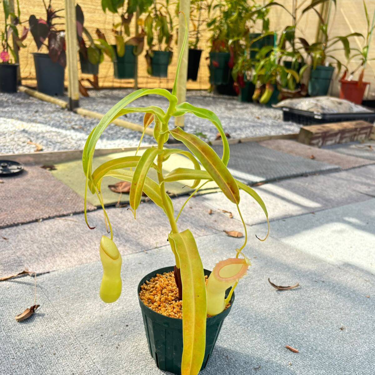 【現品限り】 N.ventricosa オザキ 挿し木 ネペンテス ウツボカズラ 食虫植物 熱帯植物 観葉植物 の画像2