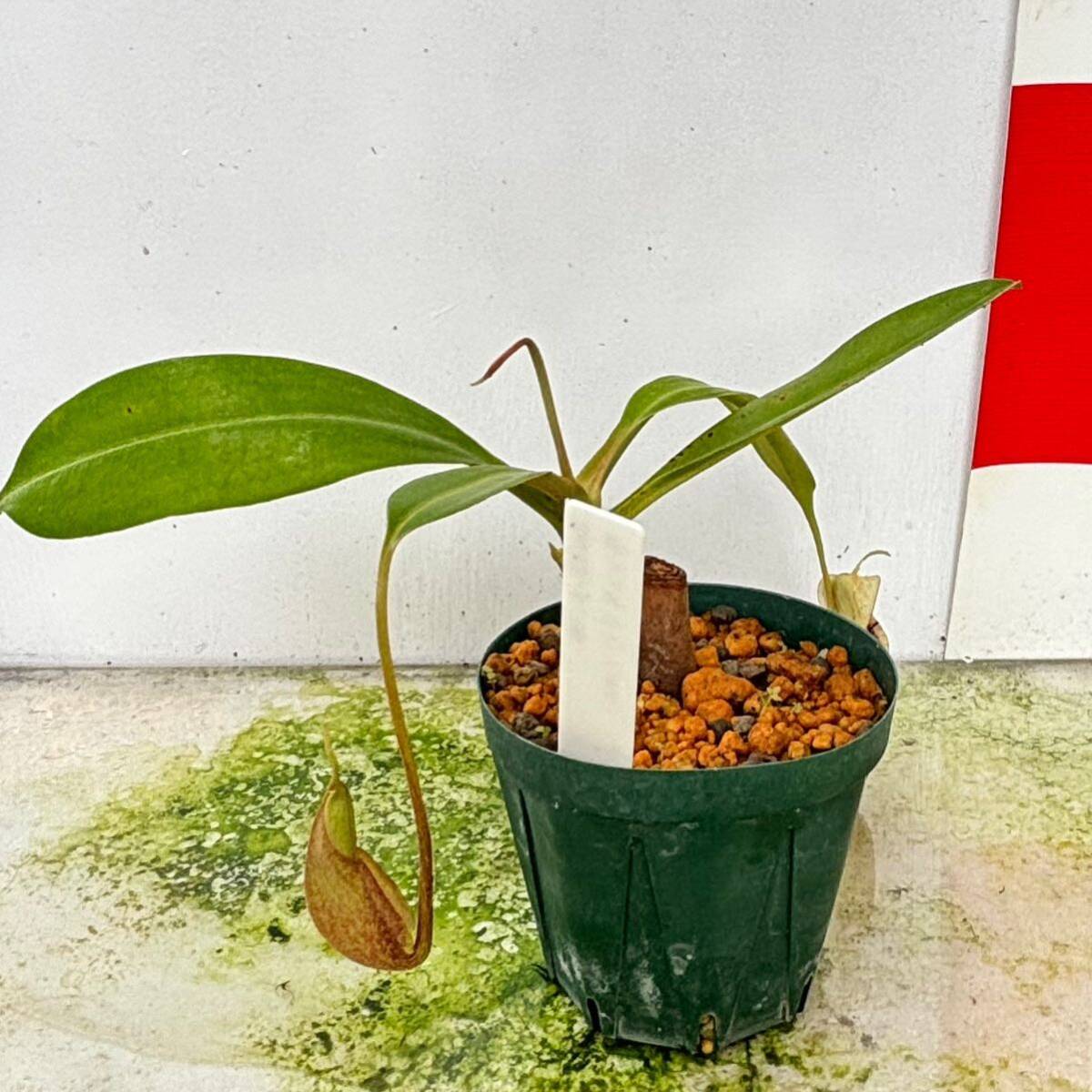 N.Rafflesiana (ラフレシアナ) メス株 挿し木 ネペンテス ウツボカズラ 食虫植物 熱帯植物 観葉植物 Nepenthes _画像3