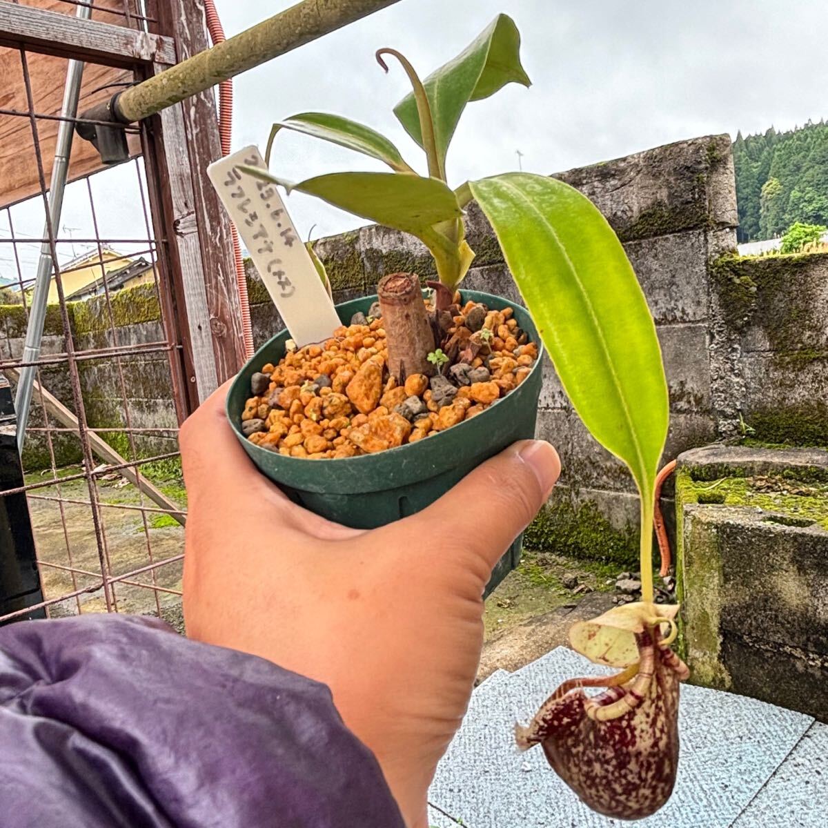 N.Rafflesiana (ラフレシアナ) メス株 挿し木 ネペンテス ウツボカズラ 食虫植物 熱帯植物 観葉植物 Nepenthes _画像6