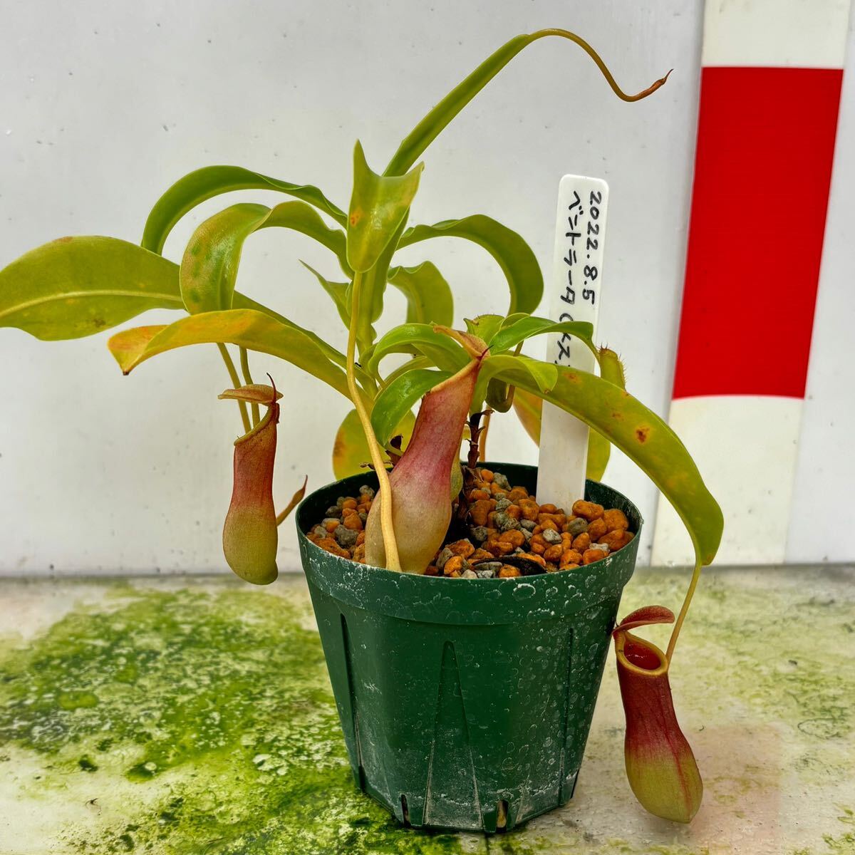 N.Ventrata(ベントラータ) メス株 挿し木 ネペンテス ウツボカズラ 食虫植物 熱帯植物 観葉植物_画像4