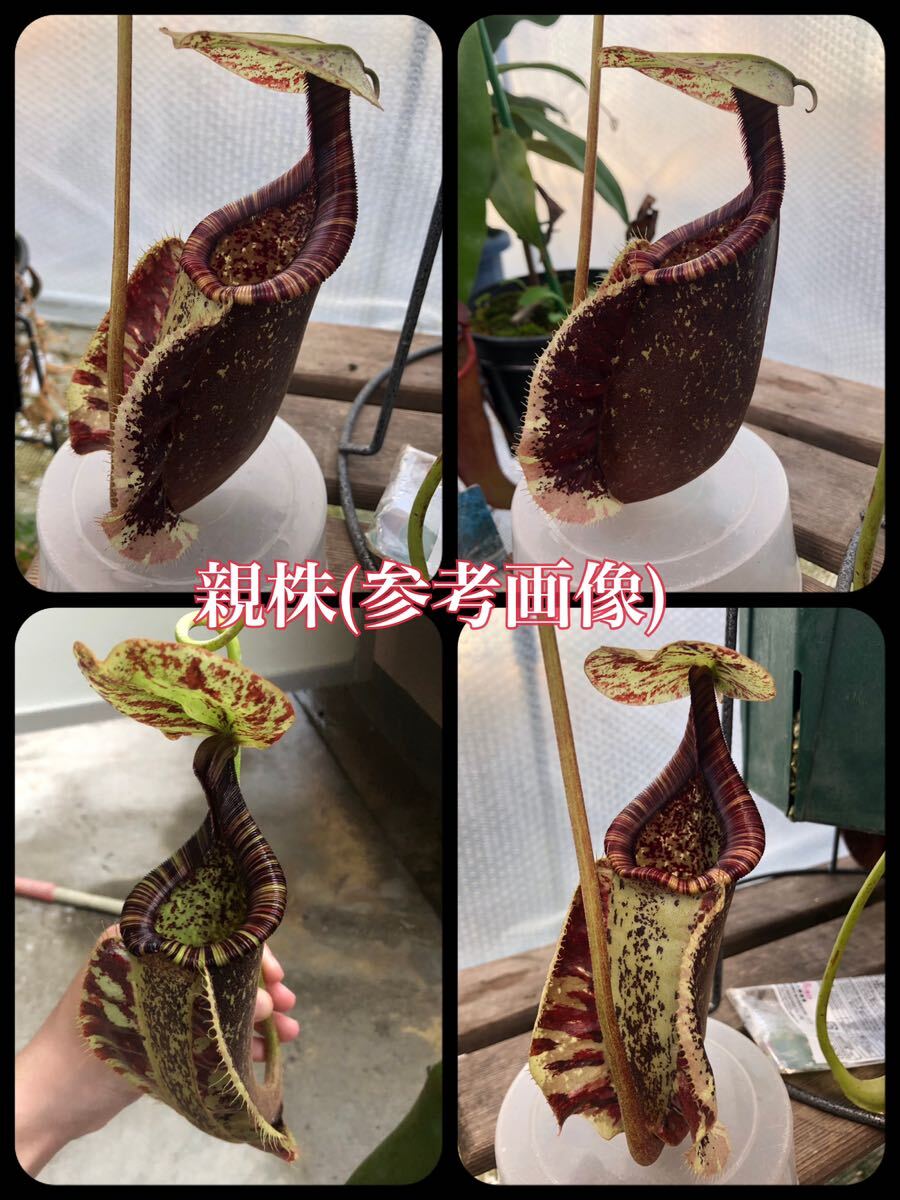 N.Rafflesiana (ラフレシアナ) メス株 挿し木 ネペンテス ウツボカズラ 食虫植物 熱帯植物 観葉植物 Nepenthes _画像7