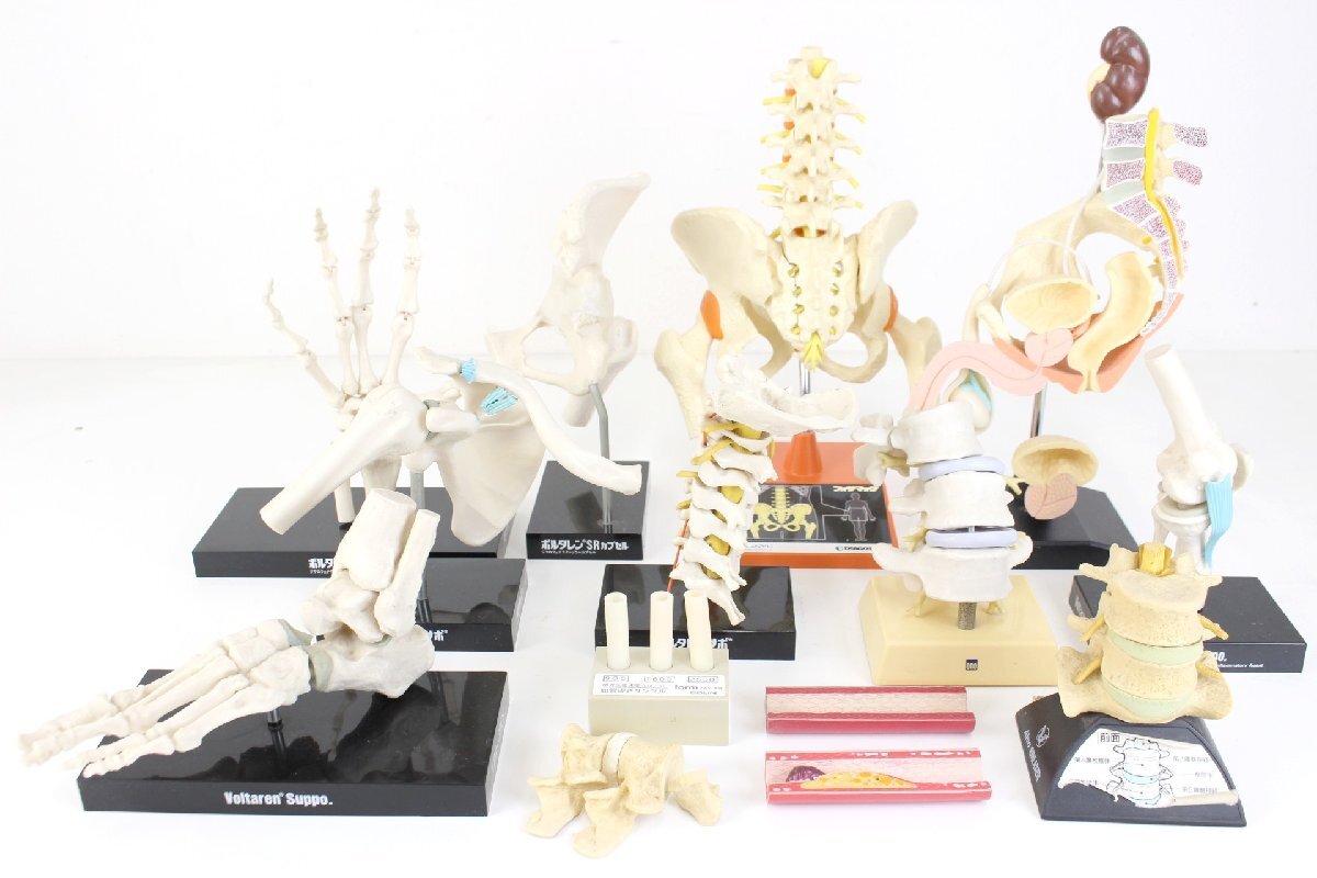 人体模型 骨模型 可動式 足関節・手関節・脊髄 ・頸椎・椎骨 男性正中断面模型他 まとめて１０点の画像1