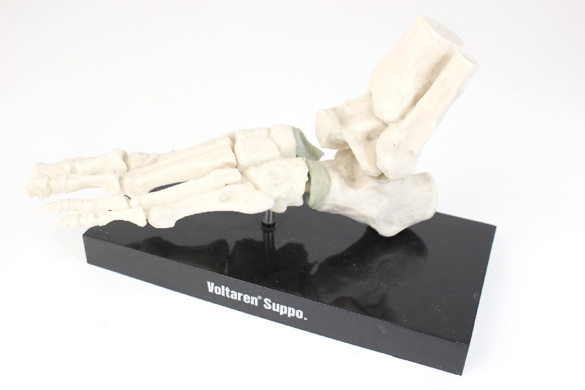 人体模型 骨模型 可動式 足関節・手関節・脊髄 ・頸椎・椎骨 男性正中断面模型他 まとめて１０点の画像7