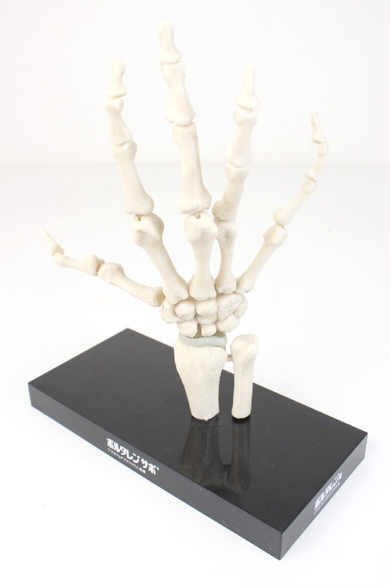 人体模型 骨模型 可動式 足関節・手関節・脊髄 ・頸椎・椎骨 男性正中断面模型他 まとめて１０点の画像6