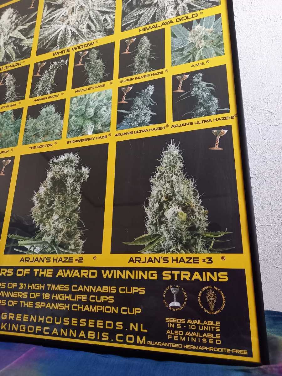 【激レア！即決】マリファナ品種ポスター グリーンハウス正規品 アムステルダム 医療大麻 THC GREEN HOUSE BURST HIGH TIMES CBDオイルの画像3