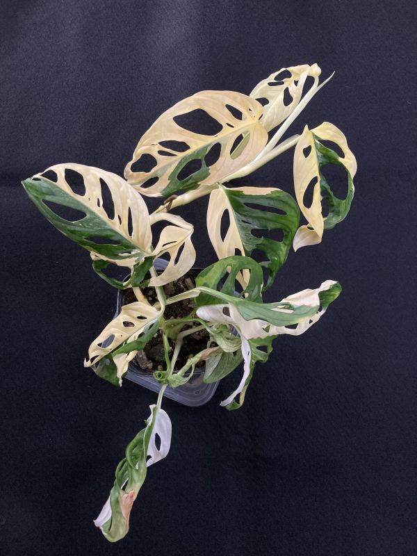 【苗】斑入りマドカズラ(Monstera adansonii white variegata)の画像3
