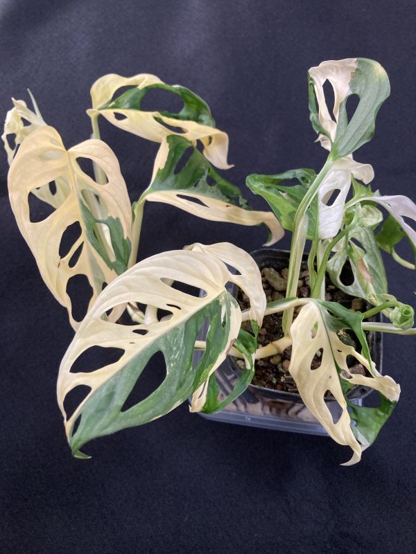 【苗】斑入りマドカズラ(Monstera adansonii white variegata)の画像2