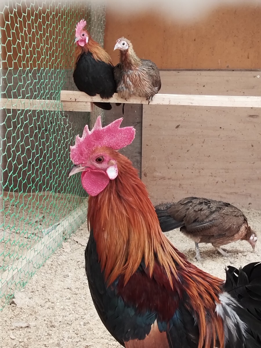 赤色野鶏白耳 タイ原産国本物 食用有精卵 10個 種卵 他の方の赤色野鶏と全く違う赤色野鶏です!!の画像2