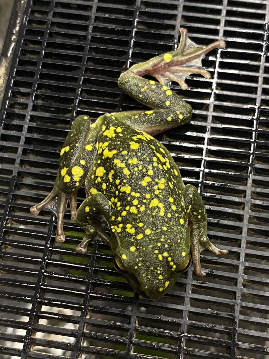  Schlegel's green tree frog 1 pcs kibosishure- gel that ①