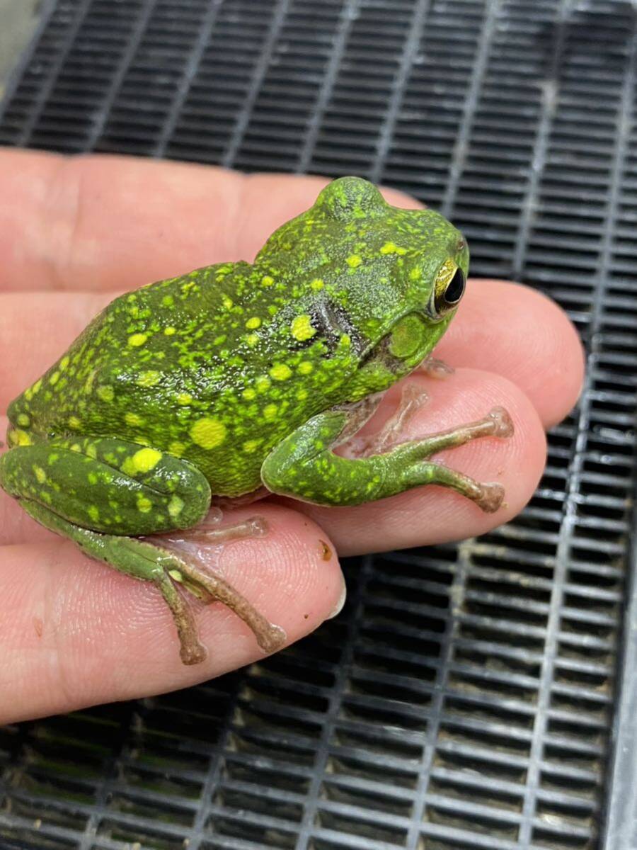  Schlegel's green tree frog 1 pcs kibosishure- gel that ②