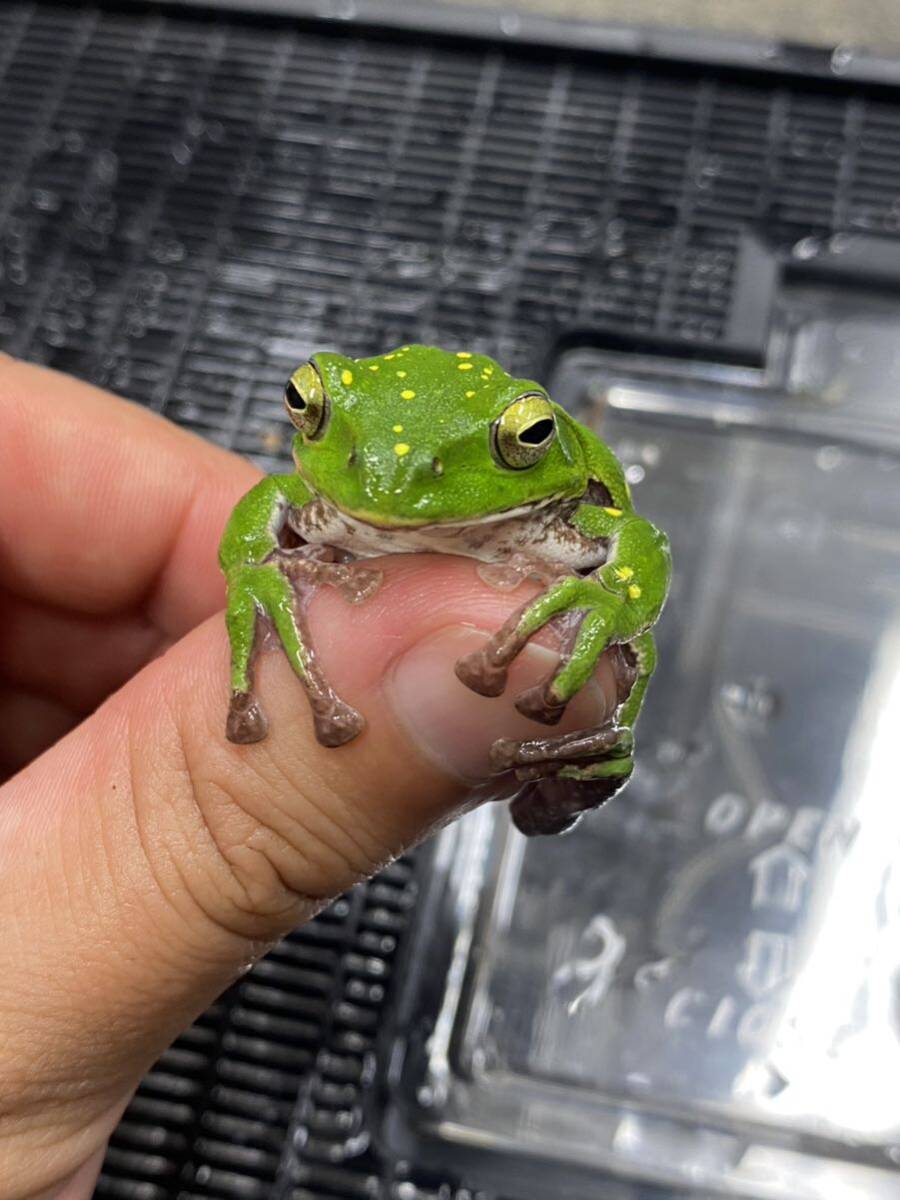  Schlegel's green tree frog 1 pcs kibosishure- gel that ③