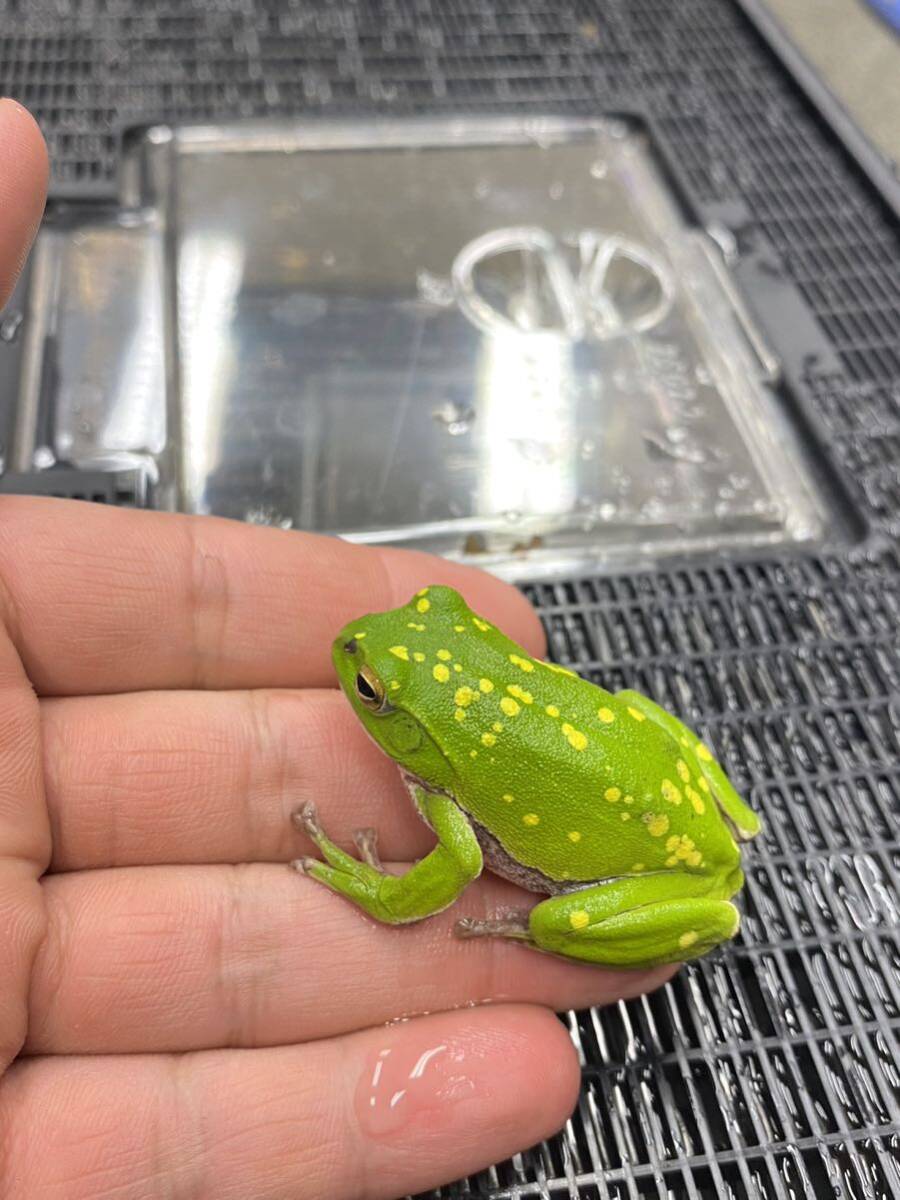  Schlegel's green tree frog 1 pcs kibosishure- gel that ④