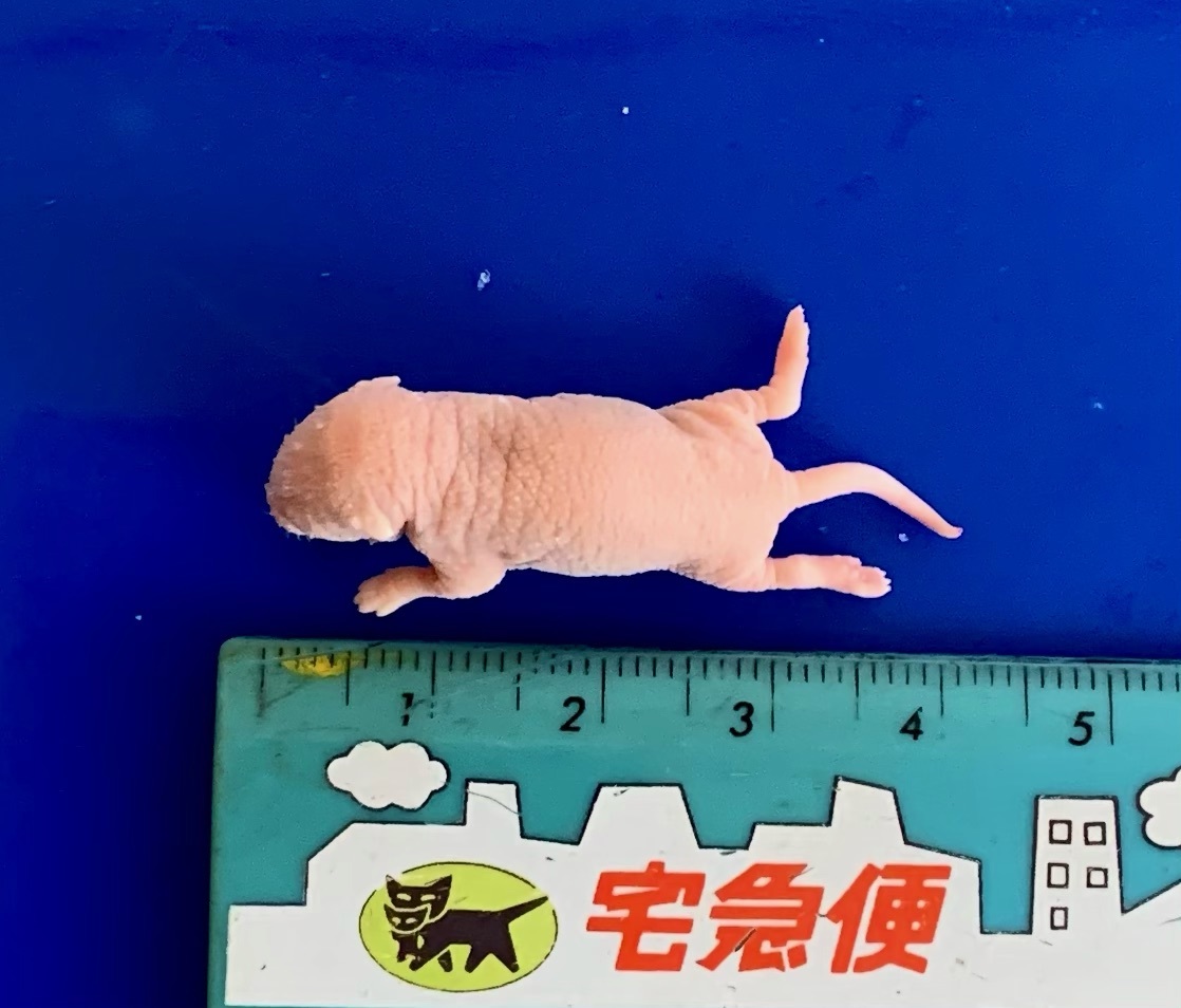 * freezing pink mouse S size 10 pcs *