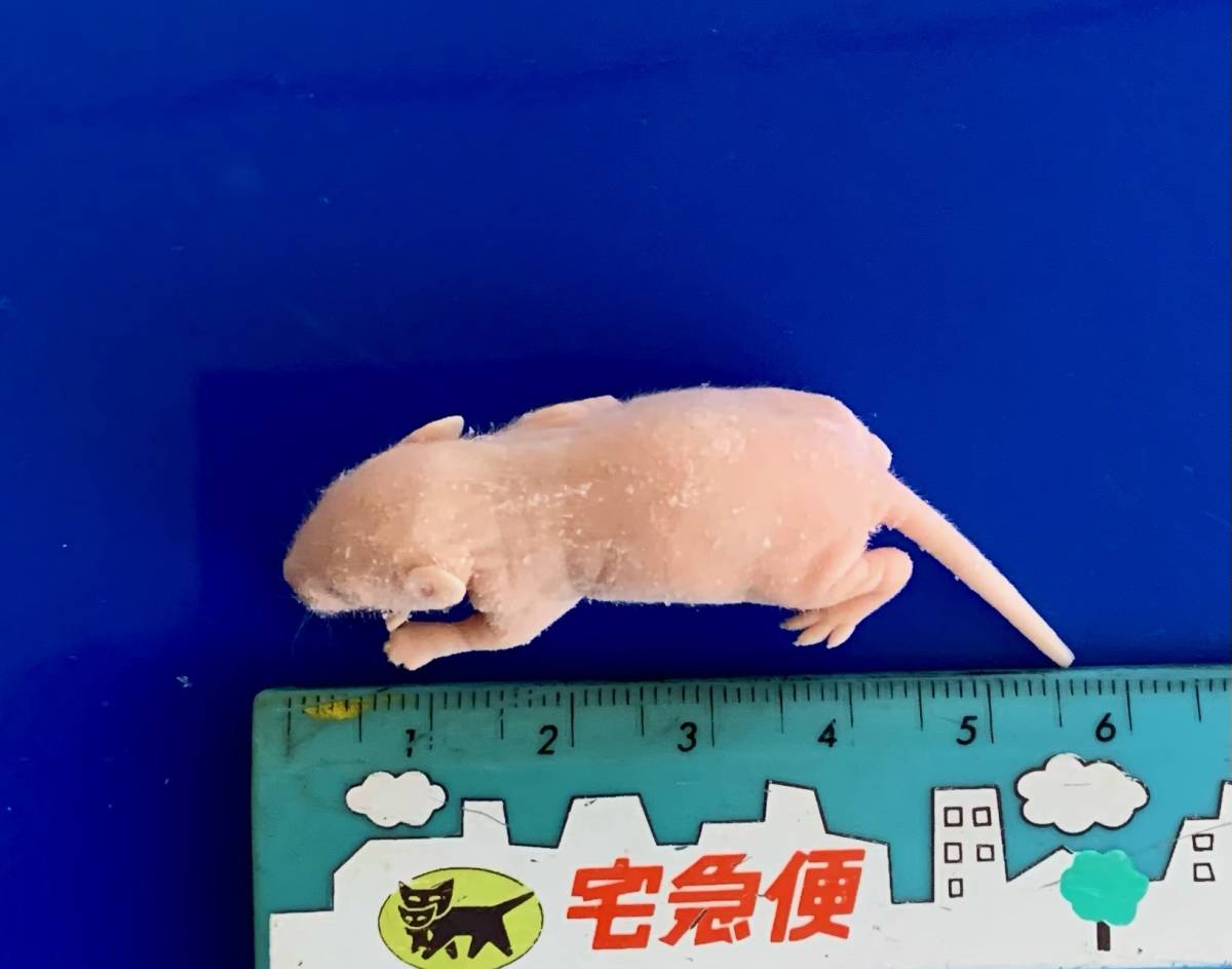 ★ 冷凍 ピンクマウス Ｌサイズ 　10匹 ★_画像1
