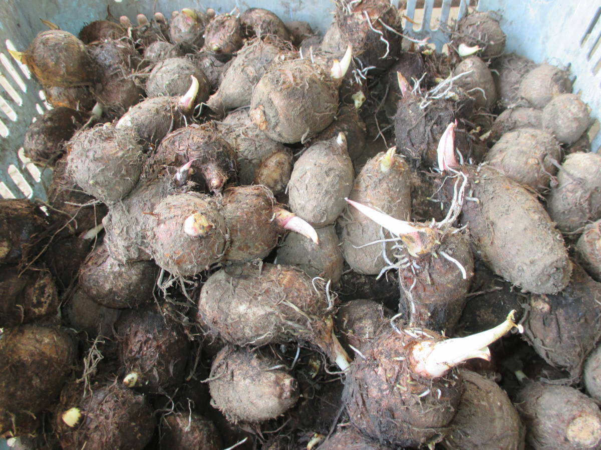 里芋 サトイモ たわら（俵）芋 種芋 1キロ 1kg 1400円 送料無料 希少品種 2の画像3