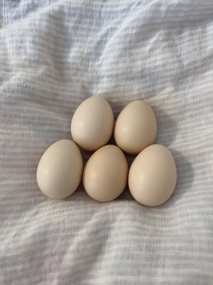 ギンケイ 食用有精卵 5個 銀鶏 卵の画像10