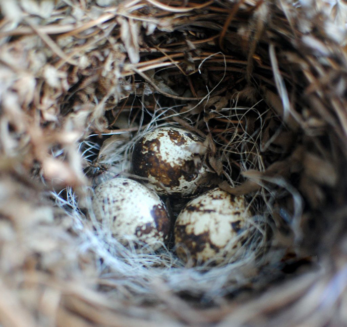 ナチュラル 鳥の巣 ウズラの卵 置物 ガーデンオーナメント ガーデンアクセサリー インテリア 雑貨 玄関 編まれた ハンドメイド 手作りの画像6