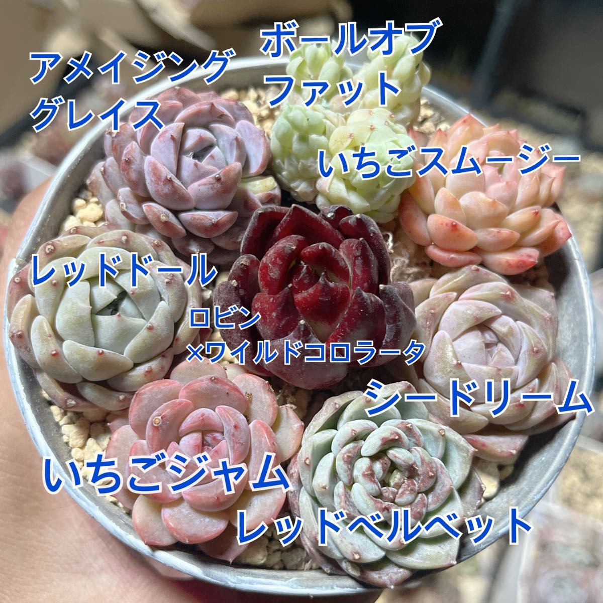 韓国苗8苗セット 多肉植物 レア品種 高級品種 人気品種入って 韓国苗8苗セット 多肉植物 レア品種 高級品種 人気品種入って