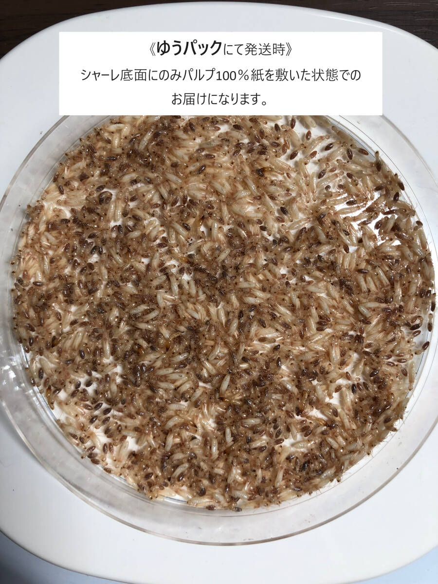 ヤマトシロアリ 2g (500～1000匹) 扱いやすいシャーレ入り　シロアリ 爬虫類 両生類 魚類 奇虫 蟻 カマキリ 餌_ゆうパック発送時（画像は3.5gの物です）
