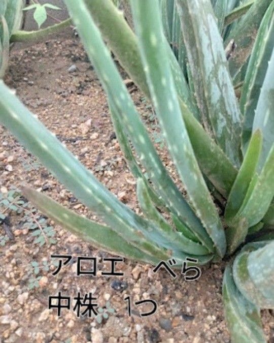 アロエベラ　 多肉植物　中株1株　抜き苗