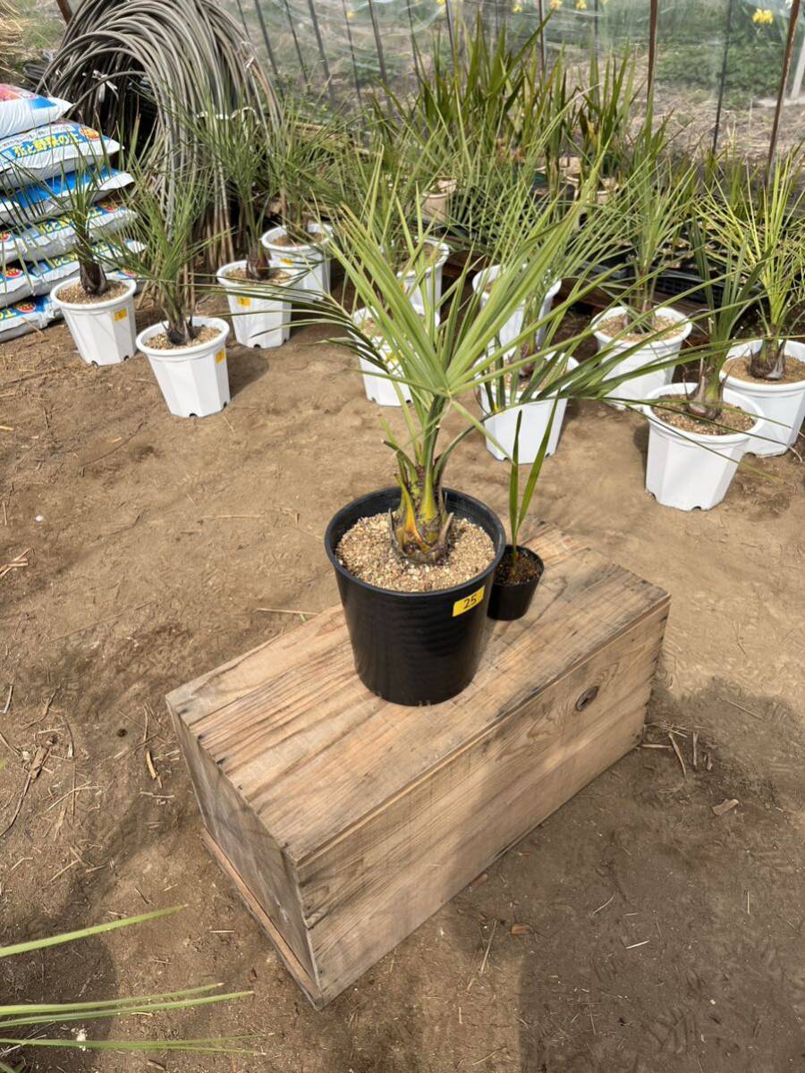 [ limited time ] here s cocos nucifera * symbol tree * [ here s cocos nucifera. seedling ]* service attaching *