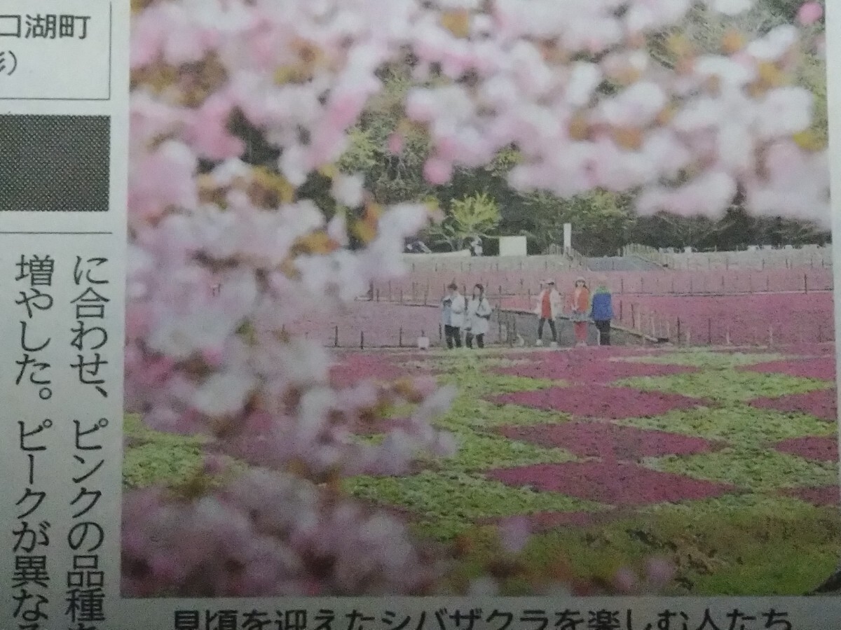 「富士芝桜まつり」シバザクラ 桜と共演　山梨富士本栖湖リゾート　静岡新聞2024年4/27掲載 特集記事4つ折り発送_画像2