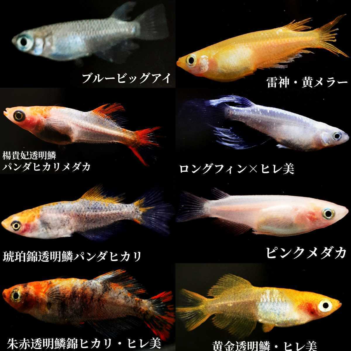 【海坊主メダカ】ミックスメダカの有精卵・60個+α の画像1