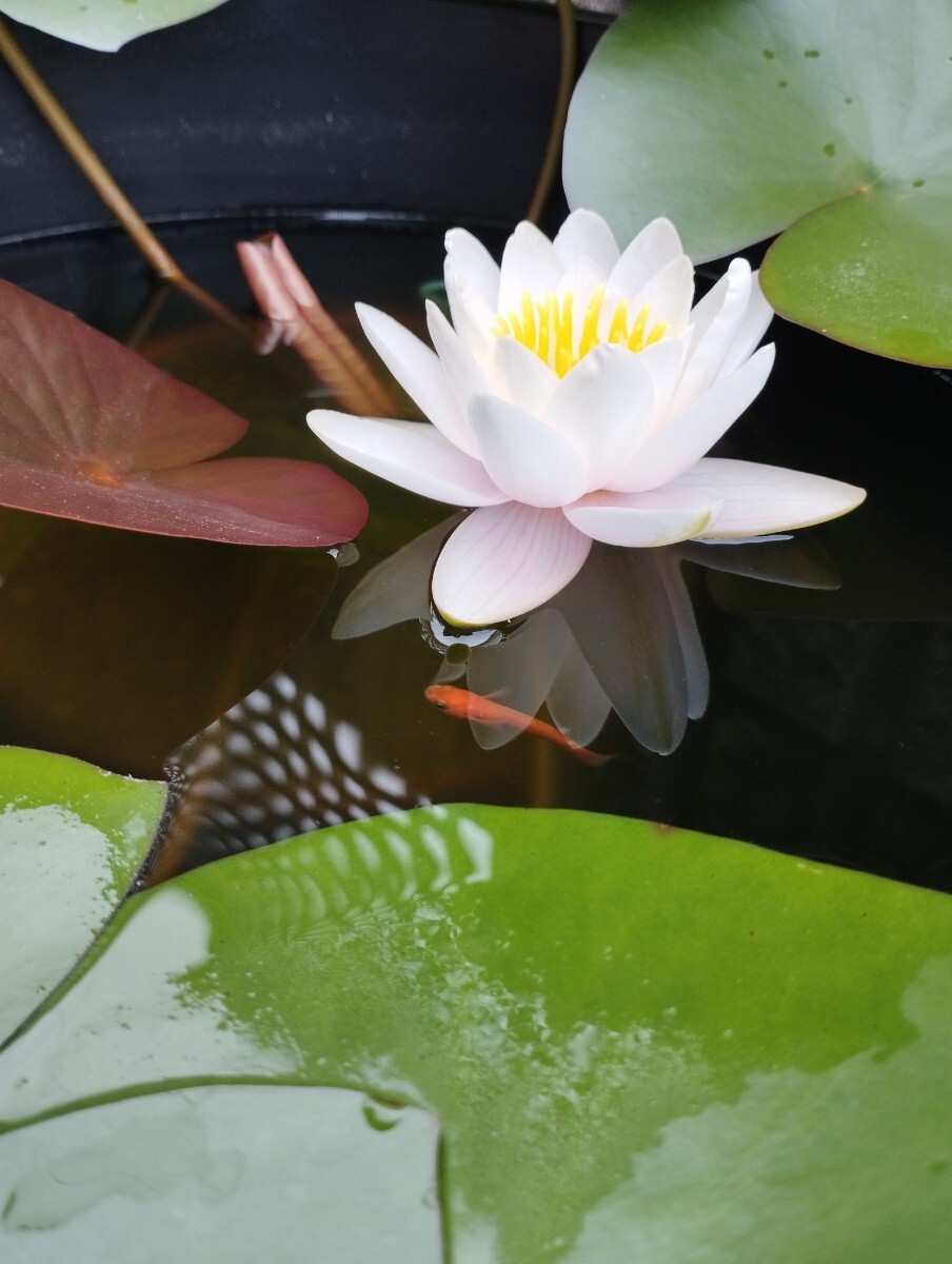 白い清楚な花のビオトープができます！　アルバ？（温帯睡蓮）、シラサギカヤツリ、ナガバオモダカ　合計3種類_花の参考（ピンクっぽい色味）