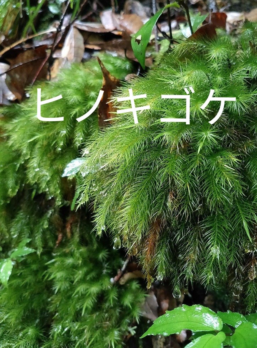 苔リウム　９種類　苔　盆栽　カエル飼育　パルダリウム　ビバリウム　アクアリウム