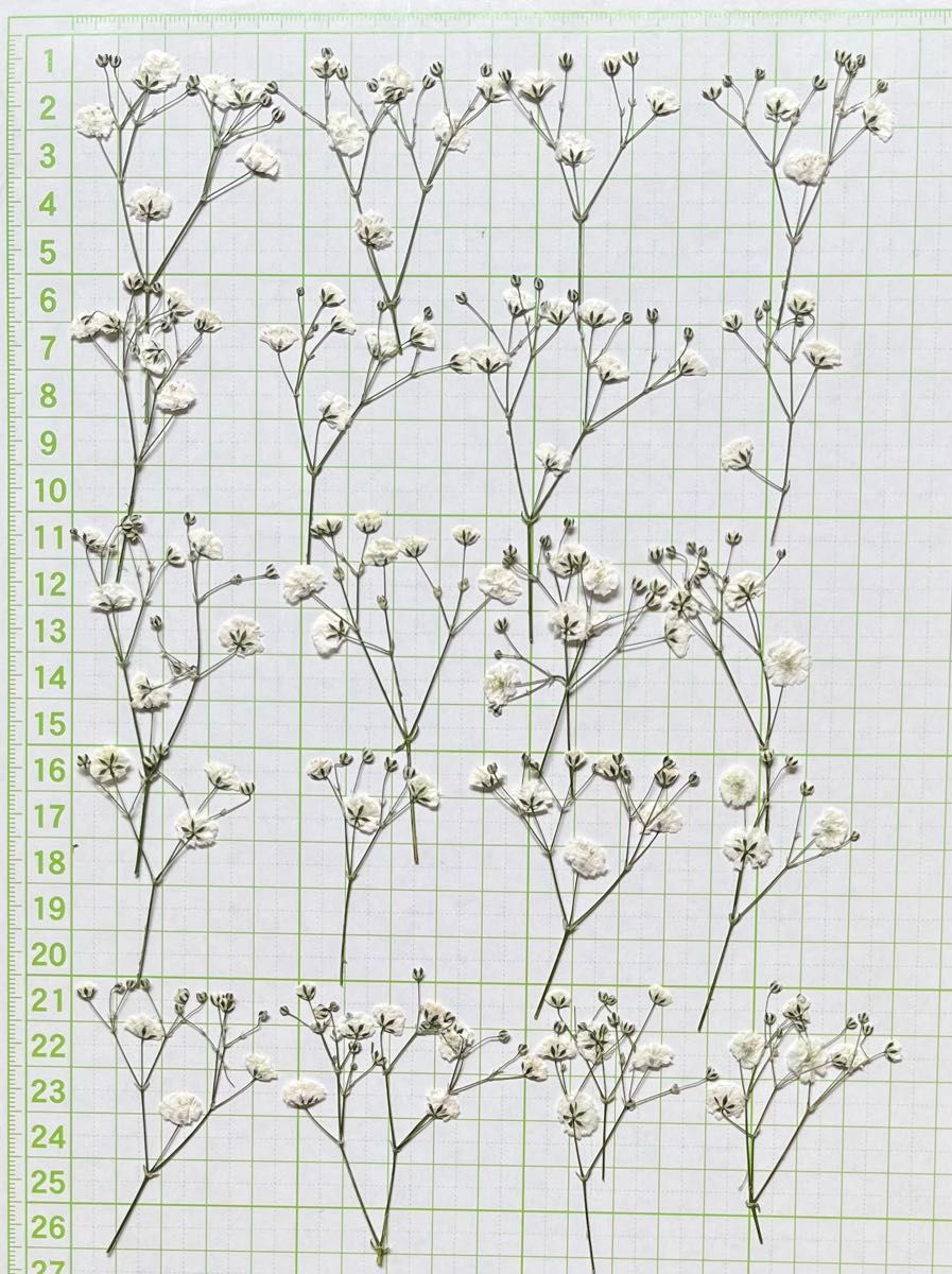 押し花素材〜カスミソウ20房ミモザ