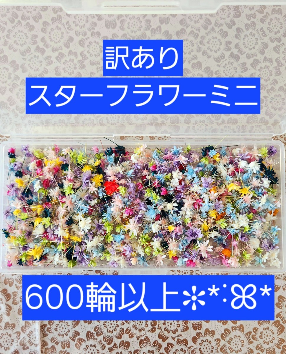 〇送料無料〇訳あり スターフラワーミニ マルセラ たっぷり600輪以上 花材 大地農園 ハンドメイド プリザーブドフラワー 訳有り