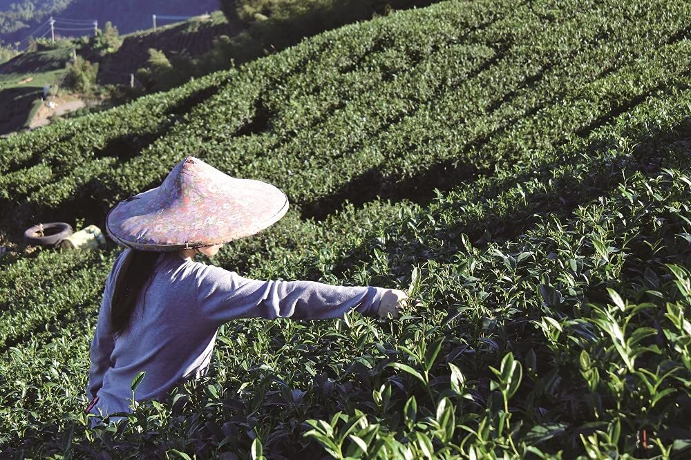 久順銘茶 Tokyo Tea Trading東方美人茶 10p×2袋_画像5