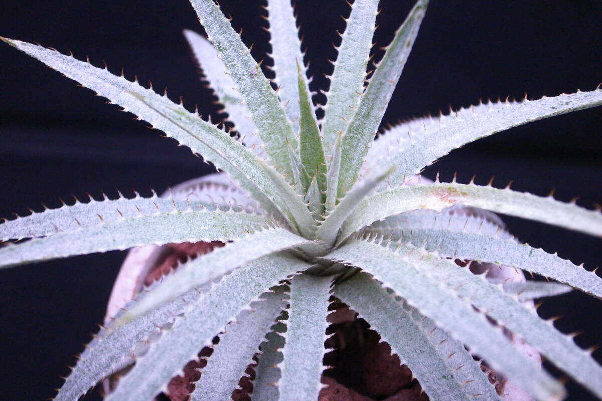 ドムフェリシアネンシス ディッキア Dyckia domfelicianensis 原種 hebdingii好きにの画像3