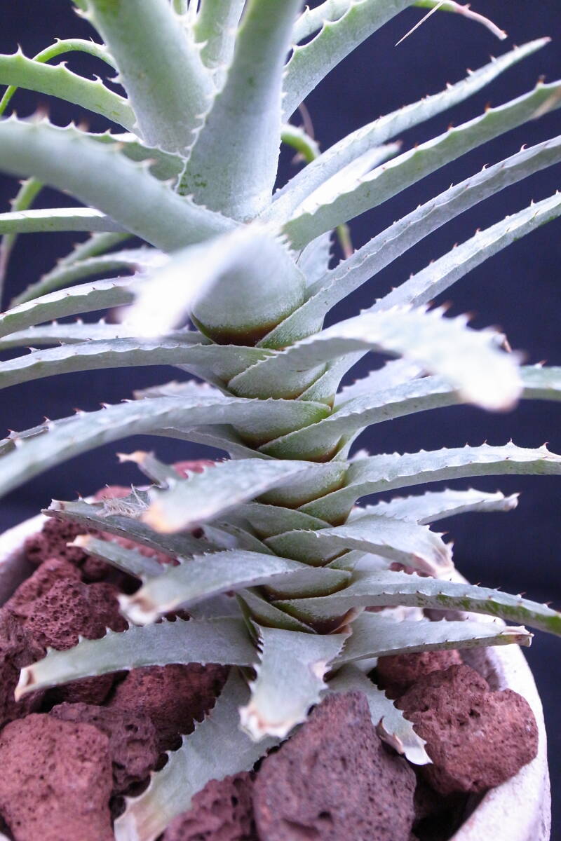 デウテロコニア 原種！ Deuterocohnia SEL2007-0250 セルビーガーデン デウテロコーニア Bolivia ボリビア産 Selby Botanical Gardenの画像3