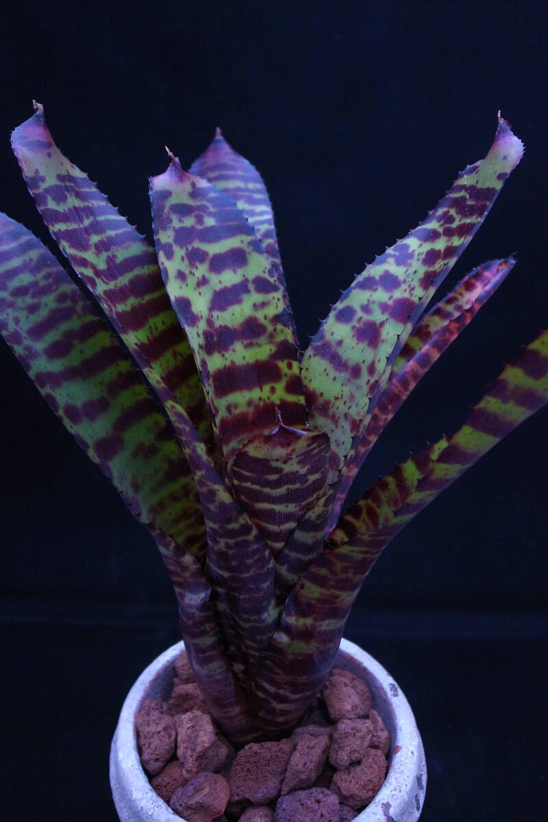 ハンニバル レクター #3 ガバナーズプリー 'Governor's Plea' Hannibal Lector ネオレゲリア Neoregelia タンクブロメリアの画像4