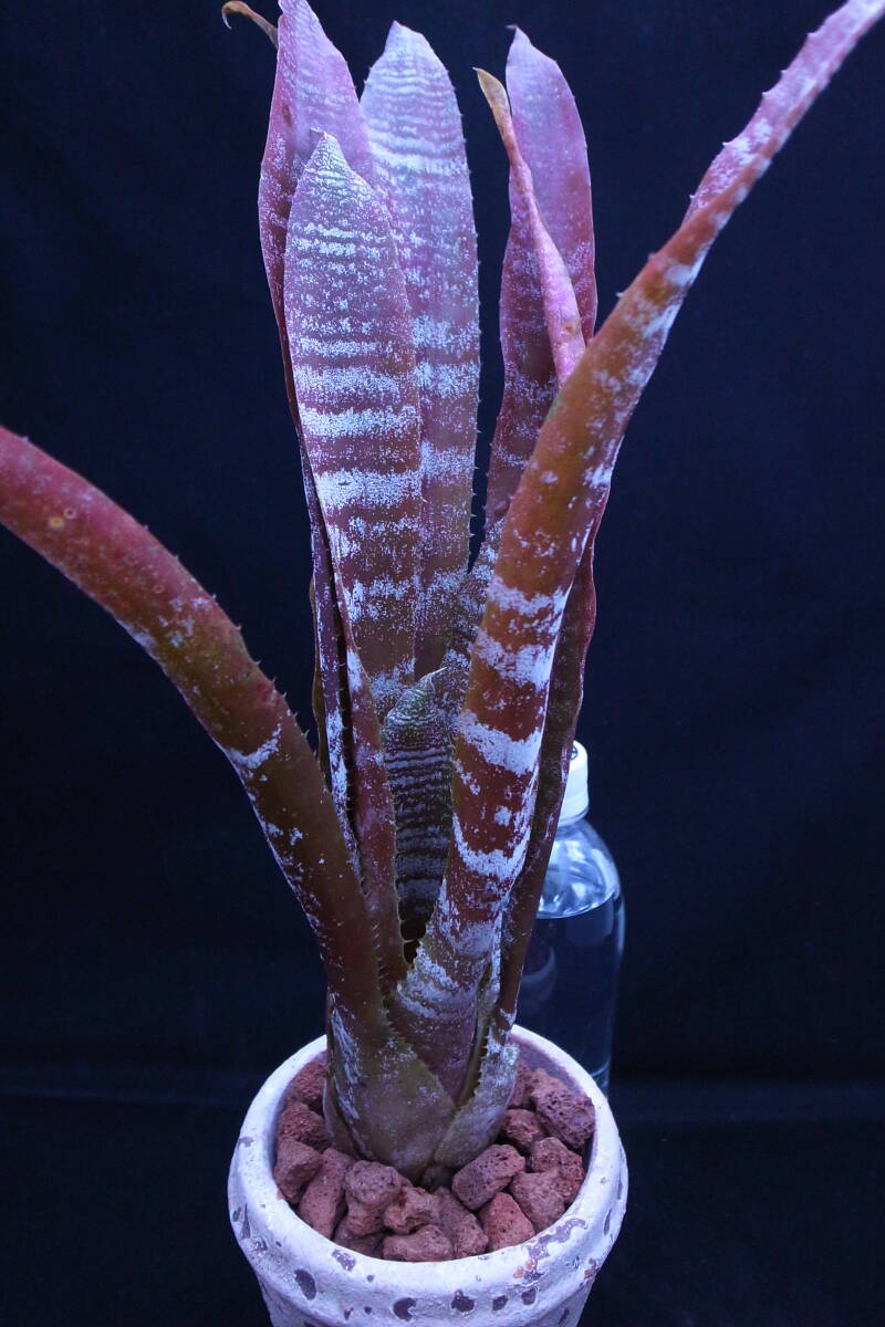 コレイア-アラウホイ アラウジョイ correia-araujoi ホヘンベルギア Hohenbergia 原種 タンクブロメリアの画像5