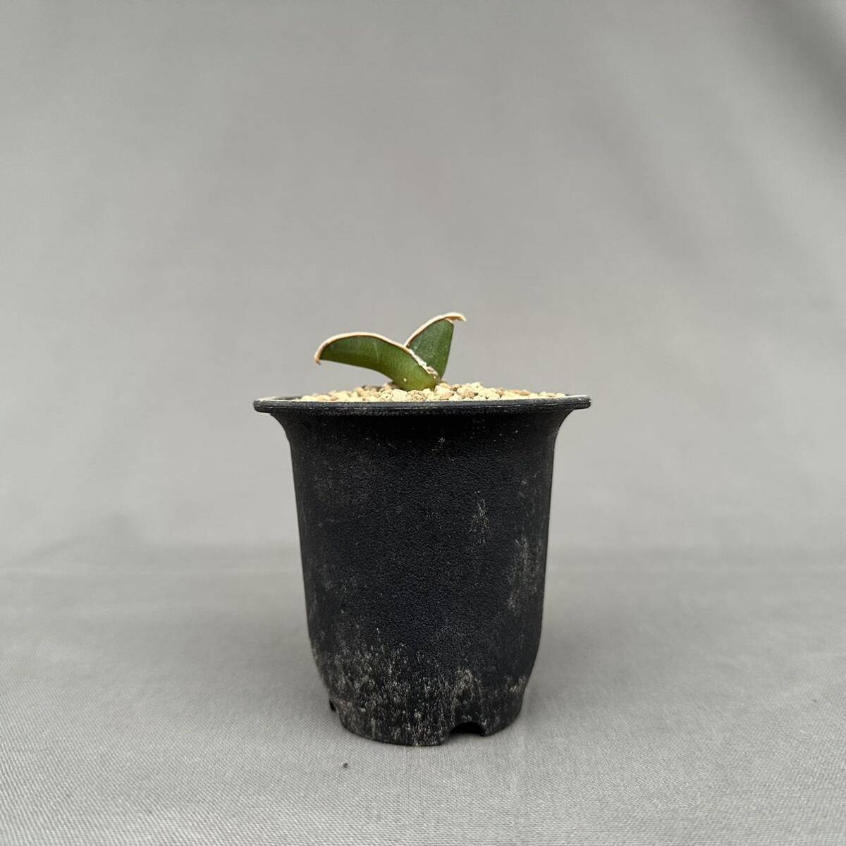 Sansevieria rorida / サンセベリア ロリダ [検索] パキポディウム グラキリス オペルクリカリア パキプス エクメア エイレンシス 斑入りの画像5