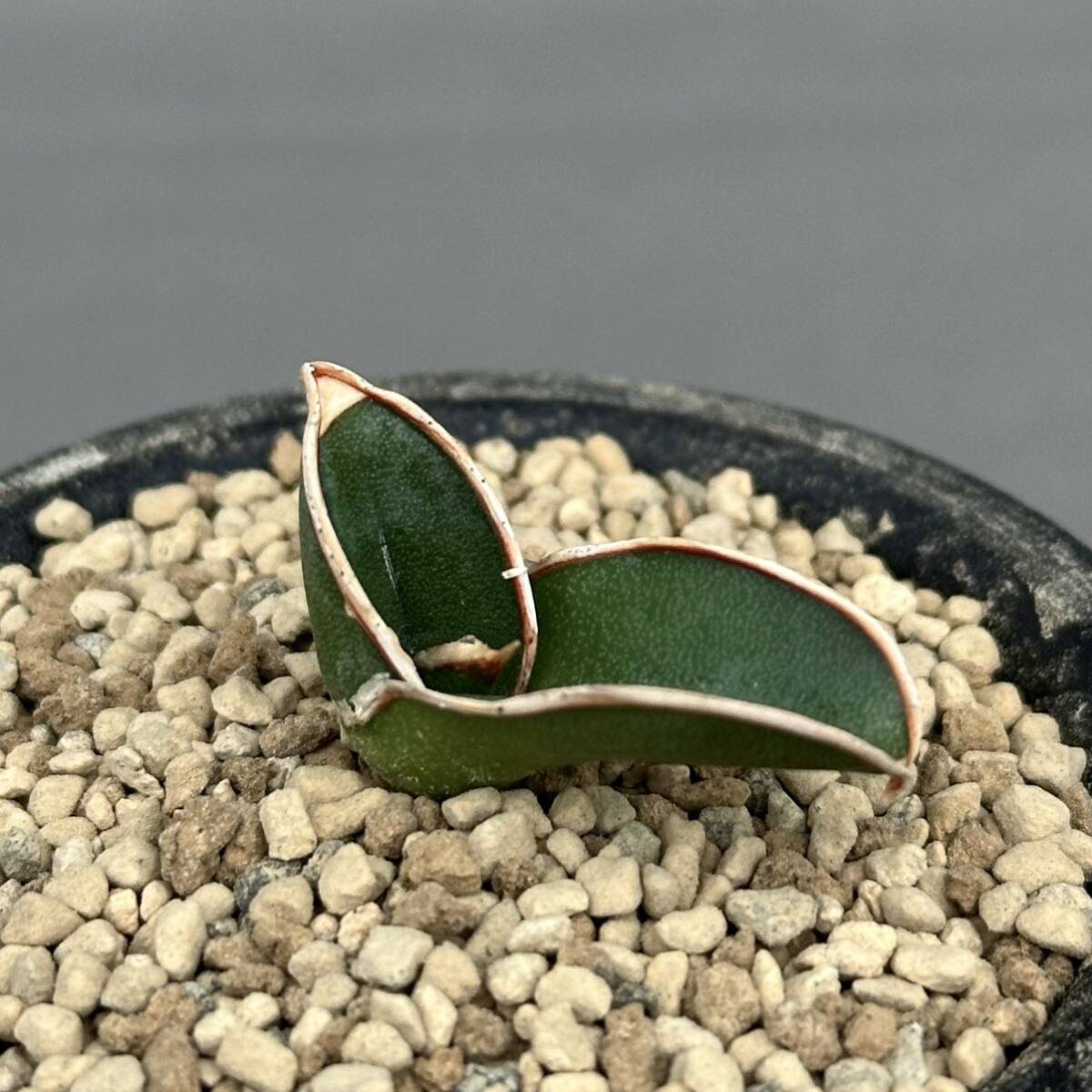 Sansevieria rorida / サンセベリア ロリダ [検索] パキポディウム グラキリス オペルクリカリア パキプス エクメア エイレンシス 斑入りの画像4