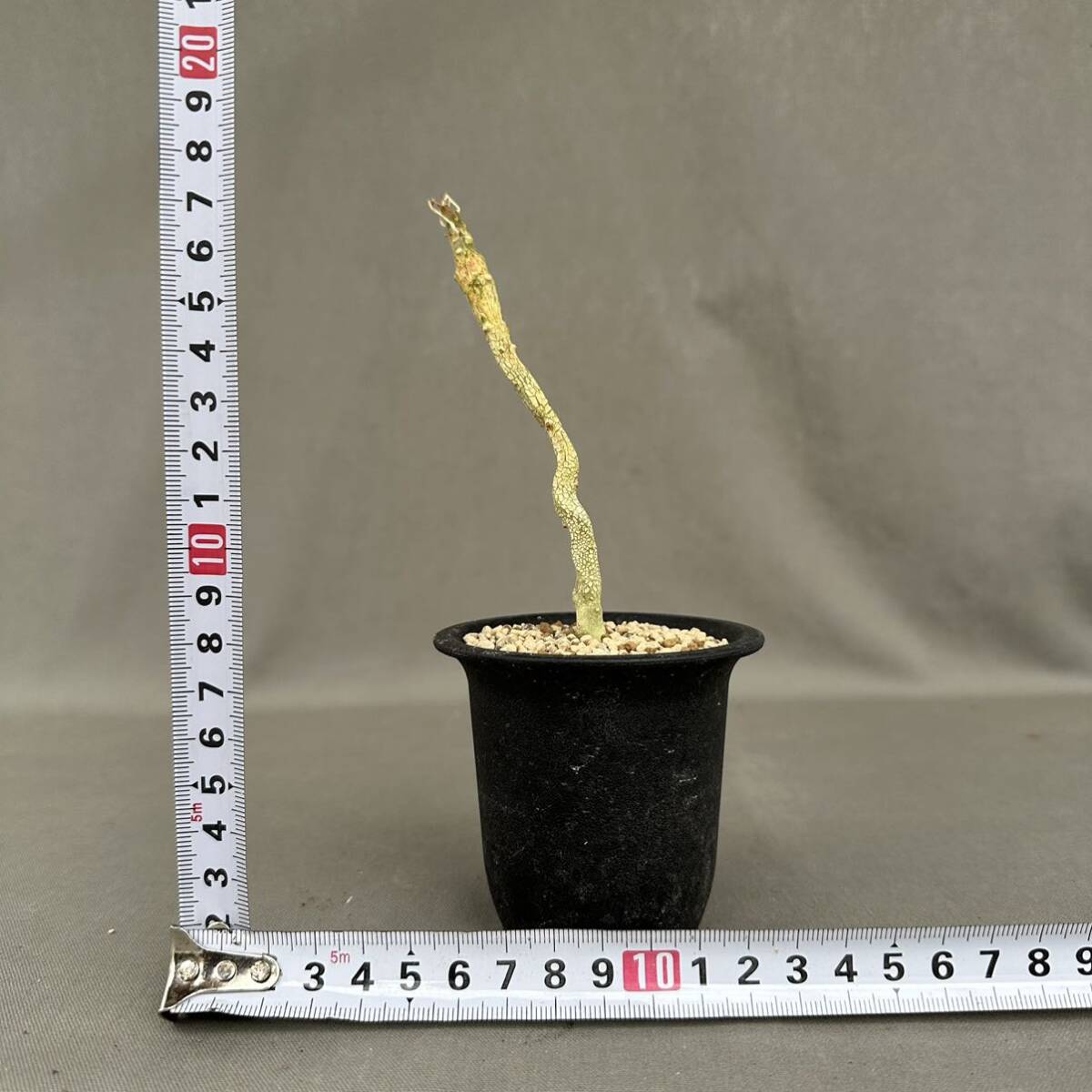 16 Dorstenia gypsophila / ドルステニア ジプソフィラ 発根管理中 [検索] グラキリス パキプス ギガス ラブラニー トゥレアレンシス _画像6