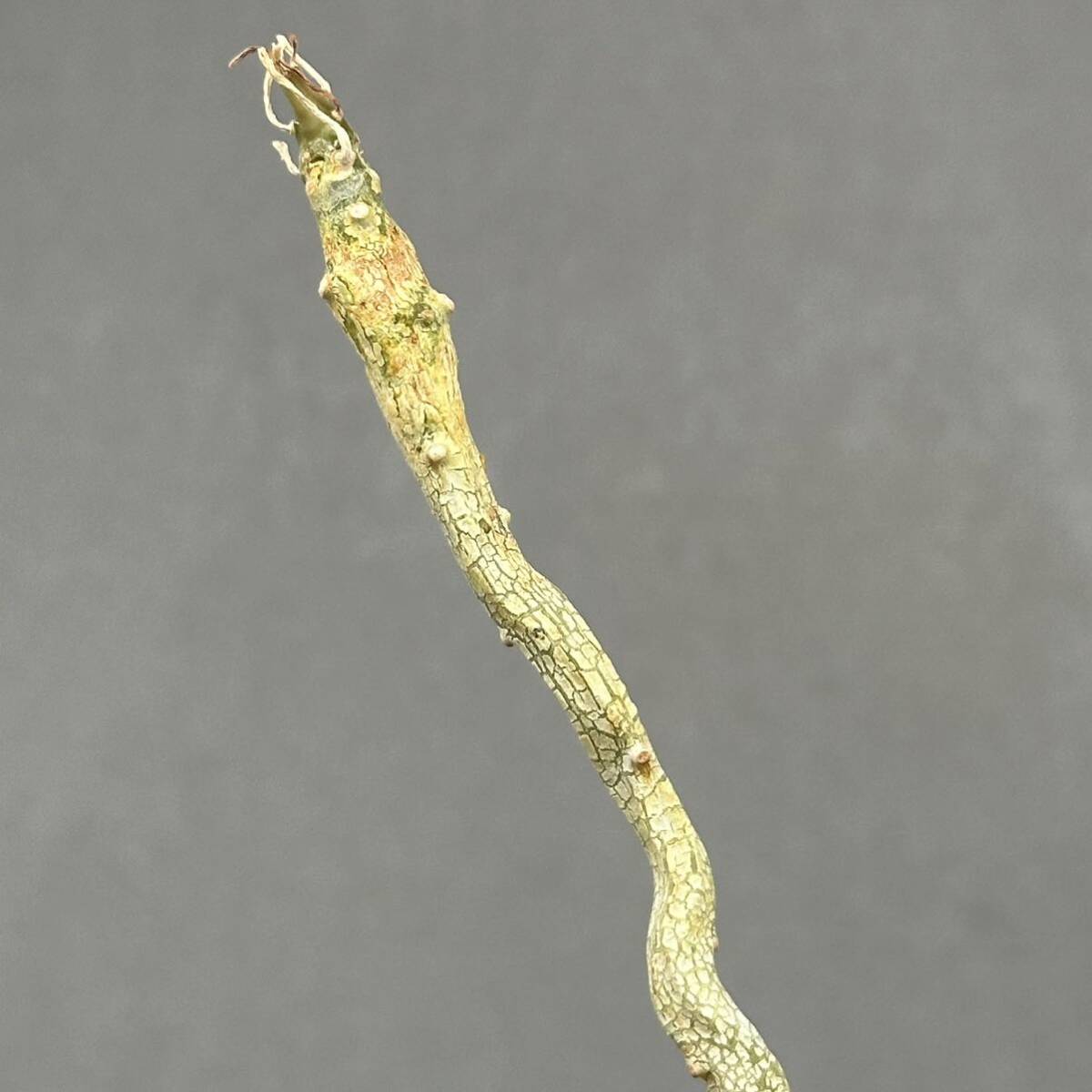 16 Dorstenia gypsophila / ドルステニア ジプソフィラ 発根管理中 [検索] グラキリス パキプス ギガス ラブラニー トゥレアレンシス _画像3