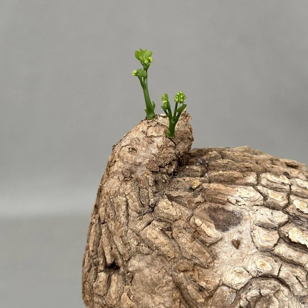26 Stephania suberosa / ステファニア スベローサ [検索] パキポディウム グラキリス パキプス 亀甲竜 カウィーサキー ホヤの画像5