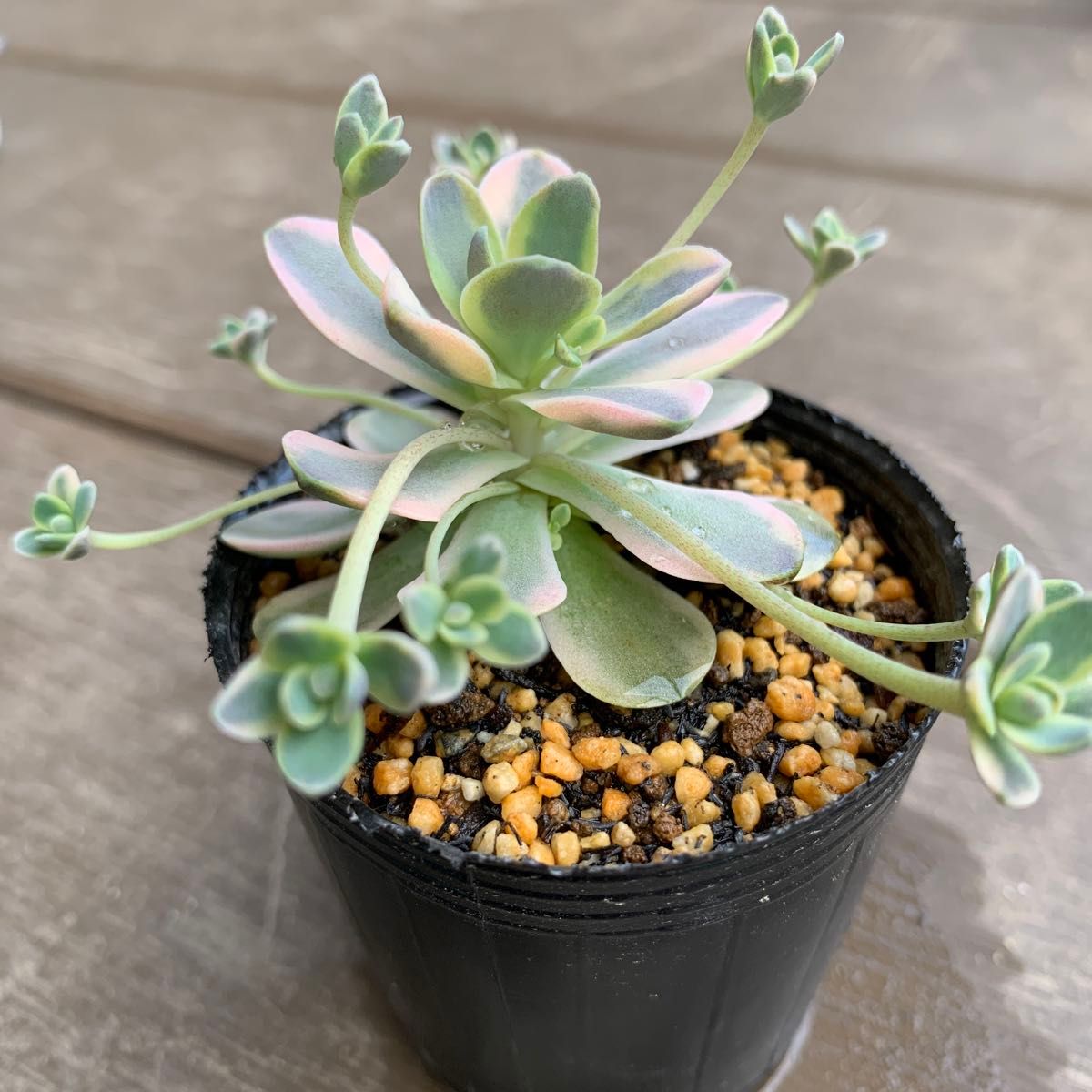 ［多肉植物］子持ち蓮華錦 鏡花 抜き苗