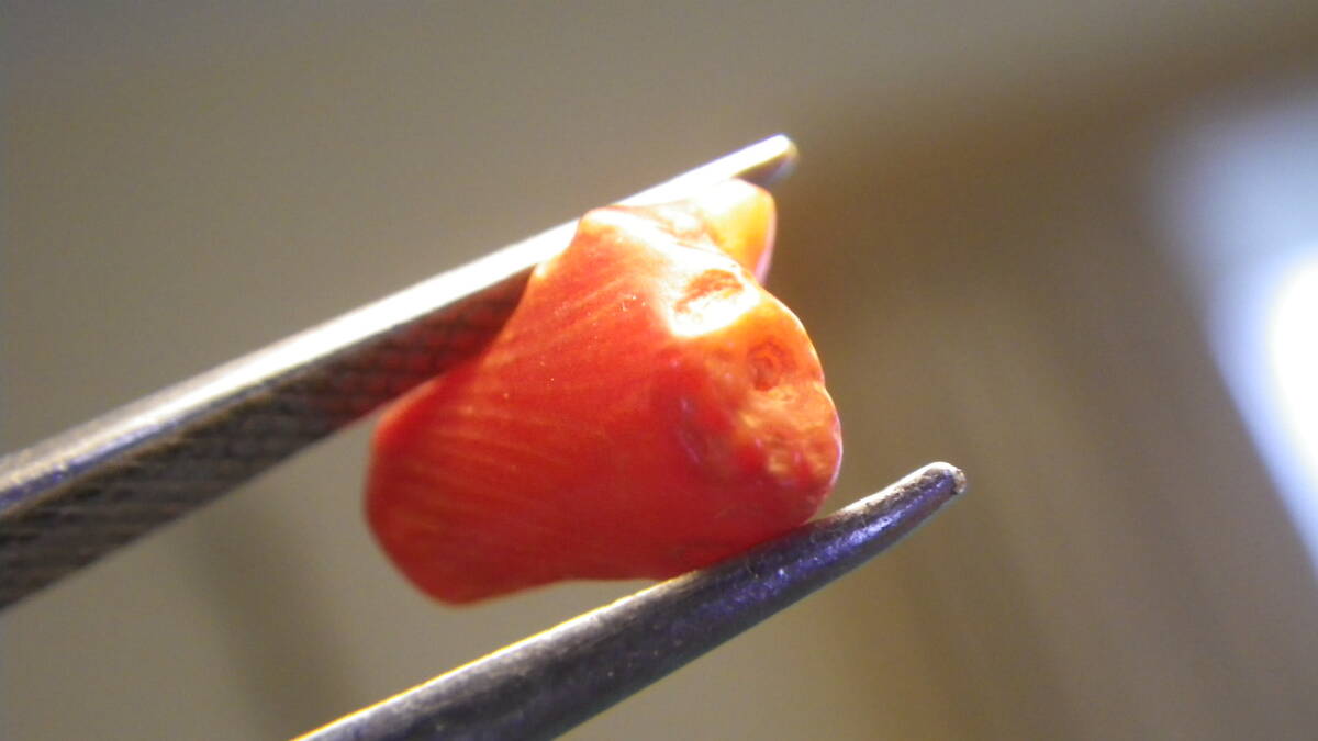 ヨーロッパ産の赤サンゴ原石です。　深海からの贈り物_画像1