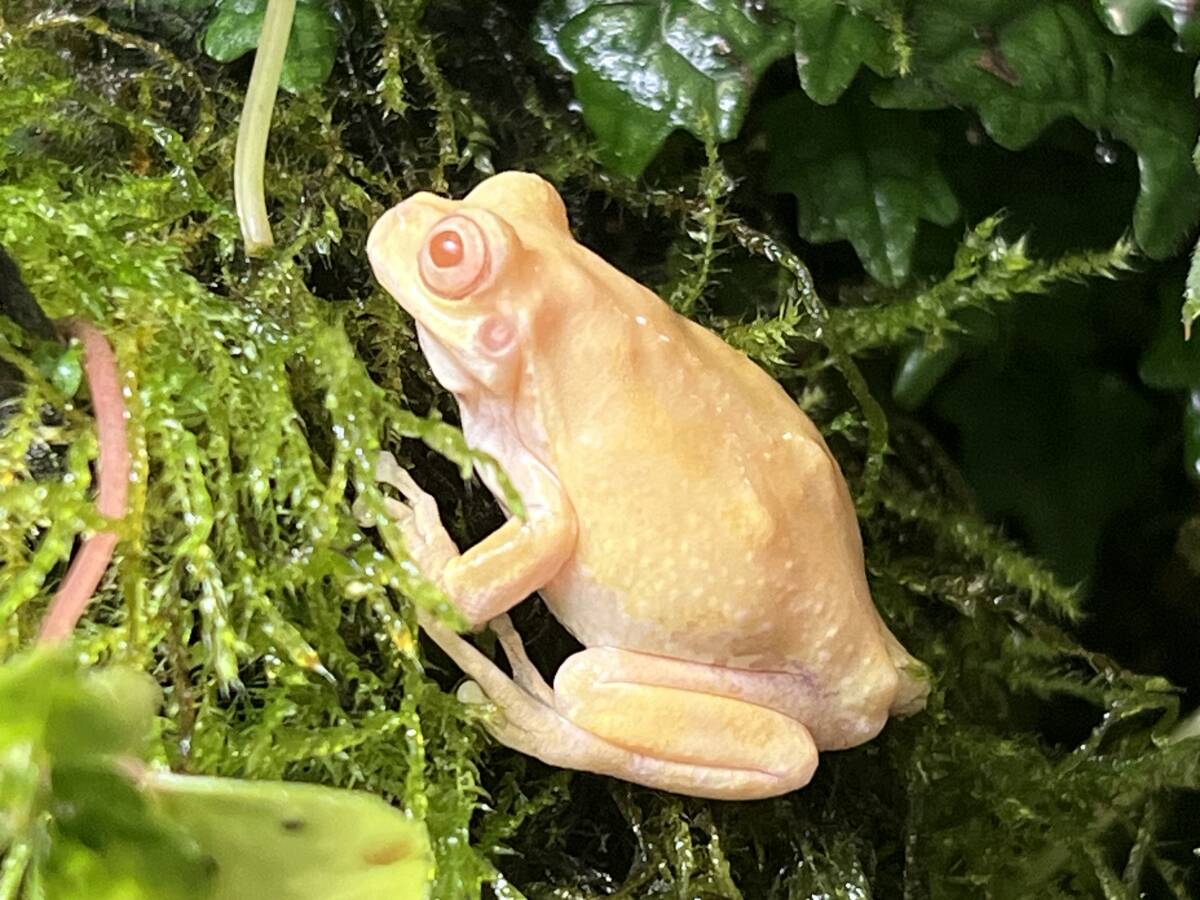 冬眠越冬個体 アルビノアマガエル 雄の画像5