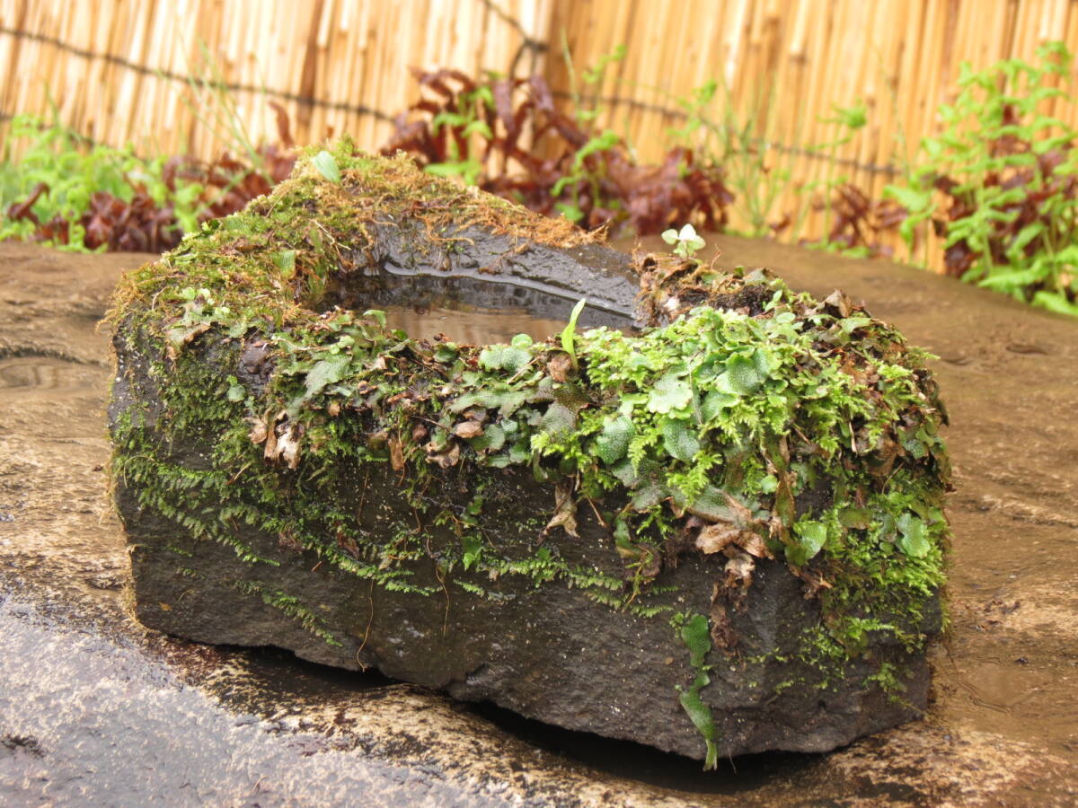 蹲 横幅32.5cm 重量7kg 石鉢 庭石 九州産天然石の画像6