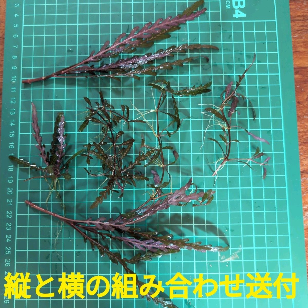 【ゆうパケットポスト便】水中葉 ハイグロフィラ ピンナティフィダ ６本