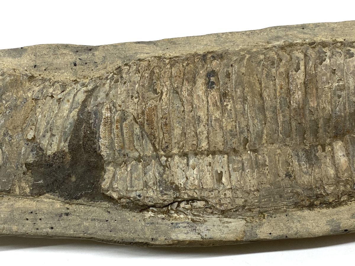 【E507】魚の化石 2.73kg 全長51.5cm 古代 南米 マーレシア 鉱物 置物 コレクション b_画像3